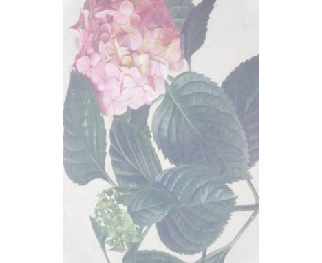 Raymond C. Booth, Hydrangea, watercolour, signed in pencil and dated 1954, 29cm x 47cm.