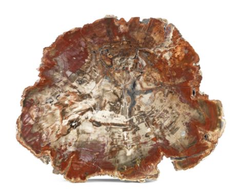 A good petrified tree trunk cross-sectionprobably Triassic period, Arizona, USAwith highly polished plane surfaces,  43.5 wid