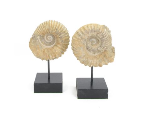 Pair of ammonite fossil, mounted upon a rectangular wooden base, age; Cretaceous period, location; Morocco, H32cm