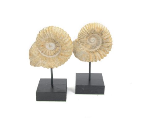 Pair of ammonite fossils, mounted upon a rectangular wooden base, age; Cretaceous period, location; Morocco, H34cm