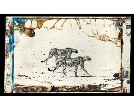 PETER BEARD (b 1938) Hunting Cheetahs on the Tarn Desert Photo Print  Measures 21.0 X 36.0 Inches
