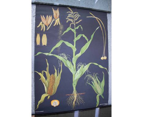 BOTANICAL WALL CHARTS, 1970s, German, printed on canvas in scroll from, 115cm x 95cm. (4)