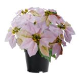 RRP £24.49 Total, Lot Consisting of 1 Items - See Description.