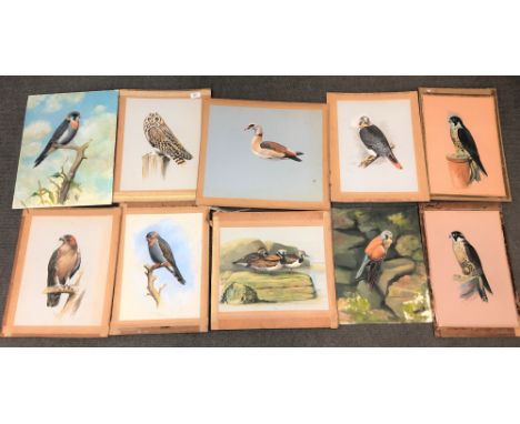 James Deacon : Portrait of an owl, watercolour, 38 cm x 29 cm, together with nine further watercolours and oil paintings by t