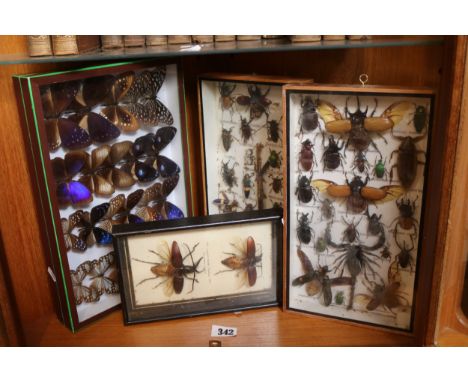 Collection of Taxidermy Insects to include Longhorn Beatle and Butterflies 