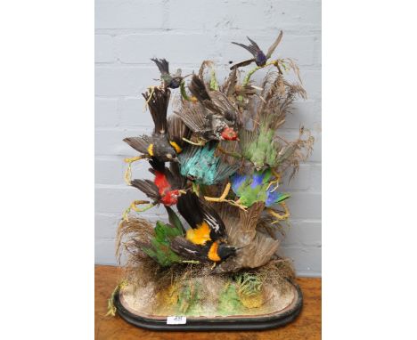 Victorian Taxidermy of 11 Birds to include Hummingbird mounted on naturalistic setting over oval wooden base. 60cm in Height 