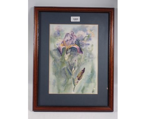 M R Wallace - watercolour bearded Iris, 29 x 20cm