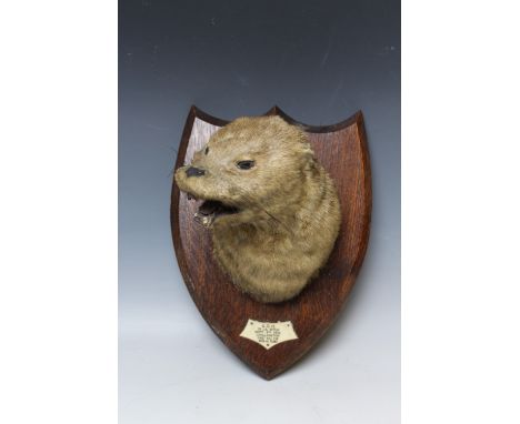 LOCAL TAXIDERMY INTEREST - A MOUNTED OTTERS HEAD ON OAK PRESENTATION SHIELD, bearing plaque 'S.O.H. 15LB. Bitch Sept 9th 1933