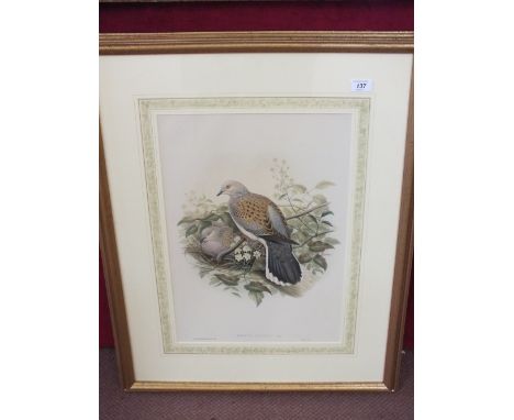 John Gould (1804-1881), hand coloured lithograph "Turtle Dove" taken from "The Birds of Great Britain", Vol IV, 1862-1873, 20