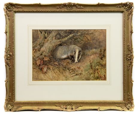 WILLIAM WOODHOUSE (BRITISH 1857–1939), BADGER watercolour on paper, signed 25cm x 36cm Mounted, framed and under glass. Note: