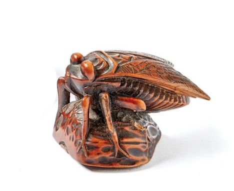 Netsuke: Zikade auf einer Nussschale sitzend Japan, 19. Jh. Kordellöcher (Himotoshi) in der Schalenhälfte. Buchsbaum, geschni