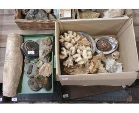 Collection of fossils, shells and coral