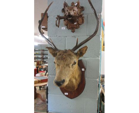 Taxidermy deers head 