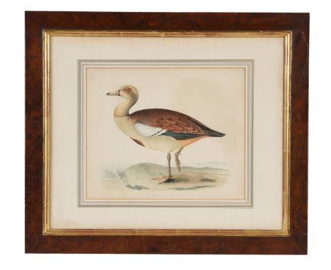 AFTER BEVERLEY R. MORRIS  EGYPTIAN GOOSE  Lithographic print  24 x 29cm (9¼ x 11¼ in.)   Condition Report:  Unexamined out of