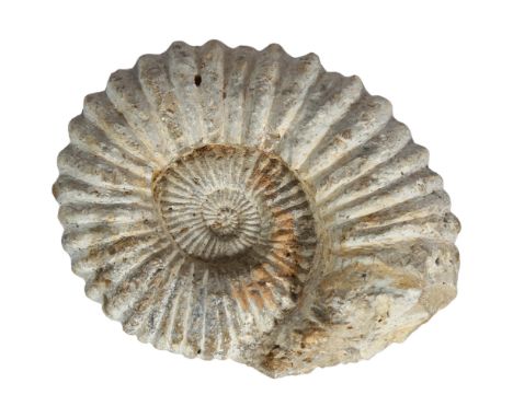 A large Amonite fossil, length 23cmNo cracks or restoration, some surface rubbing and scratches. 