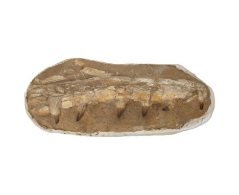 A large prehistoric fossil mosasaurus jaw and teeth, 66 - 82 million years old, length approx 79cm 