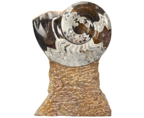 A prehistoric goniatite shell matric fossil, height 40cm 