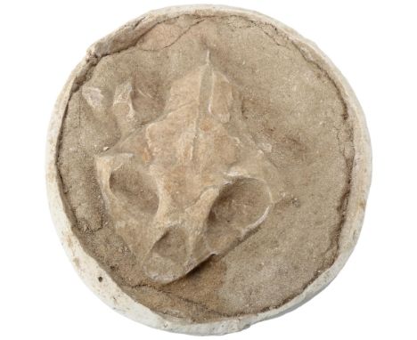 A prehistoric fossil turtle skull, approx 65 million years old, length 20cm 