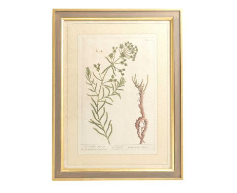 A SET OF FOUR HAND-COLOURED BOTANICAL ENGRAVINGSBY ELIZABETH BLACKWELL, MID-18TH CENTURYtitled 'Smooth Sow-thistle', 'The Sma