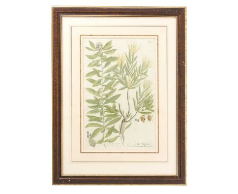 A SET OF FOUR BOTANICAL ENGRAVINGSLATE 18TH / EARLY 19TH CENTURYhand-coloured and depicting acacia, limonium (sea-lavender), 