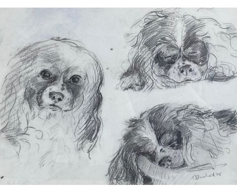 A contemporary pencil drawing, studies of a Cavalier King Charles Spaniel, signed and dated 1985 to the lower right in a glaz