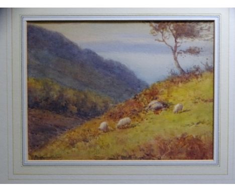 WARREN WILLIAMS ARCA, 1863-1941, watercolour, mounted but unframed - hillside scene with grazing sheep, signed, 22 x 30 cms P