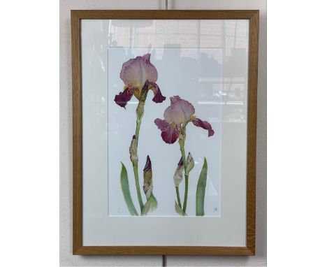 After Jane Murray (Contemporary) Cumbrian Artist "Two Irises", detailed botanical study, limited edition print, pencil signed