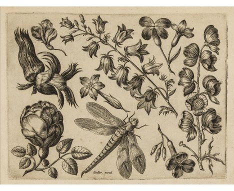 Botany.- Ornamental prints.- [Passe the Elder (Crispin van de, 1564-1637) and Crispin van de Passe the Younger (1593-1670)]. 