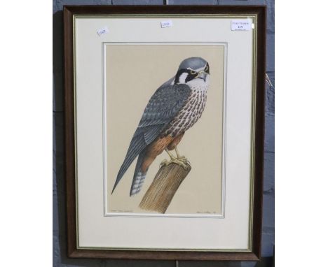 Peter S Britton (Contemporary British), 'Hobby' (Falco Subbuteo), signed and dated 1981, watercolours and mixed media.  35x24
