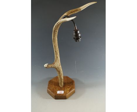 An antler lamp base