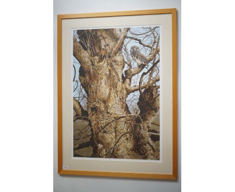 After Terance James Bond (b.1946) A large scale study of a tawny owl in a tree, signed limited edition lithographic print, pe