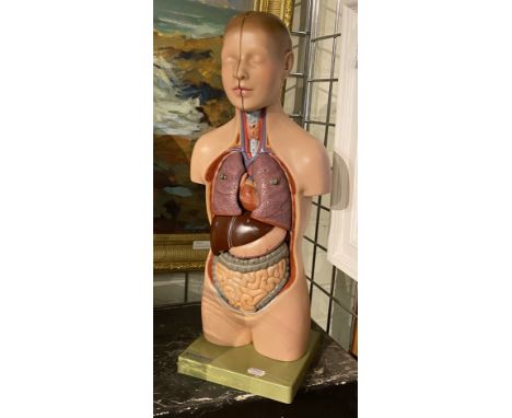 ADAM ROUILLY VINTAGE ANATOMICAL TORSO - 51.5 CMS (H) APPROX