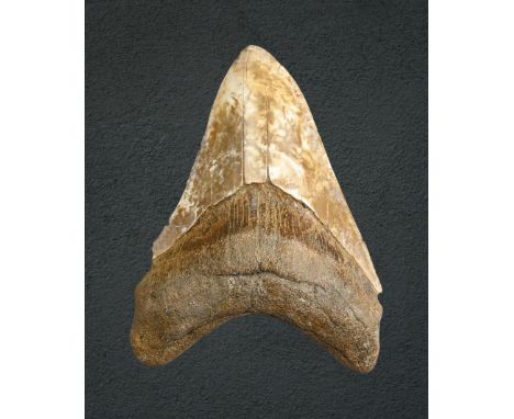 A LARGE MEGALODON FOSSIL TOOTH, SOUTH CAROLINA OR JAVA, MIOCENE PERIOD, 10-15 MILLION YEARS BP. Approx. 12cm length. Believed