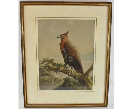 HARRY BRIGHT (1846-1895); watercolour, 'An African Crowned Eagle', signed lower right, 40 x 30.5cm, framed and glazed, with o