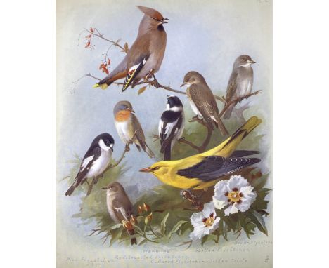 THORBURN, Archibald (Illus.). British Birds, first edition, in four volumes, illustrated with 80 vibrant colour plates on car