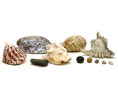 A large quantity of various sea shells, together with an associated reference book