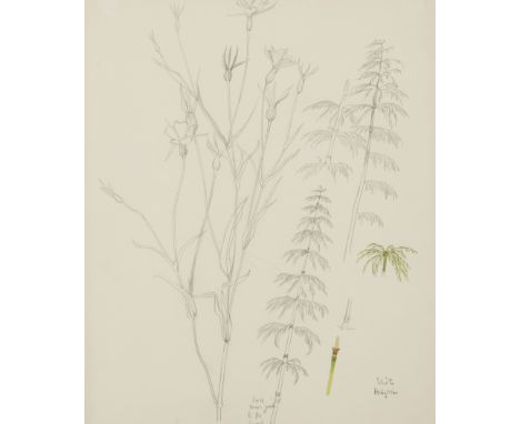 Eliot Hodgkin,&nbsp;British 1905-1987 -&nbsp;Plant stems;&nbsp;watercolour and pencil on paper, signed with artist's stamp lo