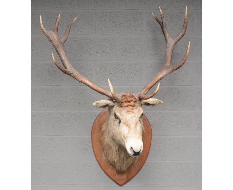 A hunting trophy of a deer, H 140 cm