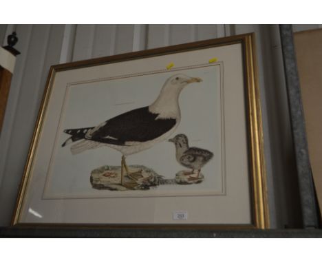 A framed and glazed print depicting seagulls 
