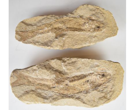 A whole fish fossil in two halves, length 27cm