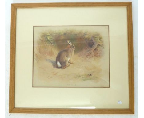 A print of a rabbit after Thorburn, 25 x 30cm 