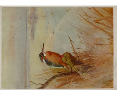 After Archibald Thorburn (British 1860-1935): Kingfisher, colour print signed in pencil with blindstamp, pub. WF Embleton, Lo