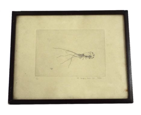 20th Century School - study of a shrimp/prawn, signed Hector and dated 1930, limited 7/20 etching, further signed inscription