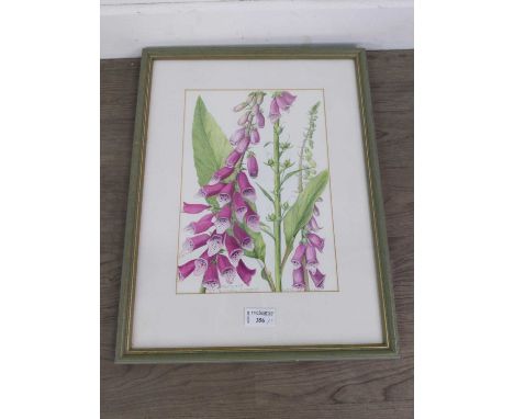 FOXGLOVE DIGITALIS PURPUREA STUDY,watercolour on paper, mounted framed and under glass, signed, 44.5cm x 34.5cm, along with o