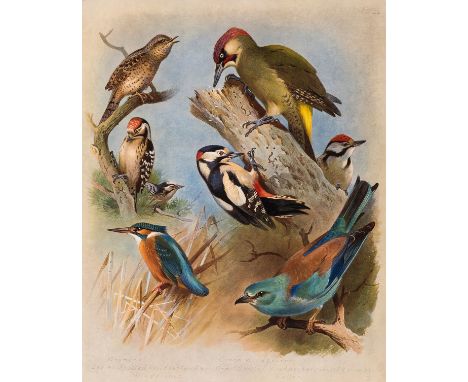 NO RESERVE Birds.- British Birds, 4 vol., first edition, half-titles, 80 colour plates, tissue-guards, some spotting to text,