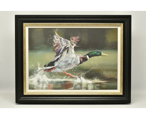 DEBBIE BOON (BRITISH CONTEMPORARY) 'ON YOUR MARKS', a signed limited edition print on board, depicting a Mallard taking off f