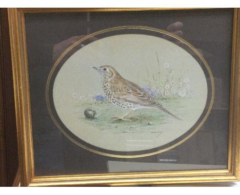 A framed and glazed watercolour of Mistle Thrush by Ray G Lewis, approx 34cm x 29cm, together with a David Shepherd 'Wise old