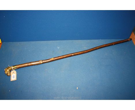 A lovely hazel shafted walking Stick with a bulldog knop and polished brass collar. 