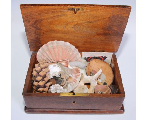 A 19th century collector's table-top box, enclosing a wunderkammer collection of antiquities, natural history specimens, and 