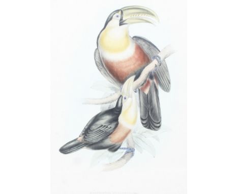 A 19th century colour lithograph of a pair of 'Red-breasted Toucan'. 'Ramphastos Dicolorus, (Linn:)', framed and glazed. 34cm